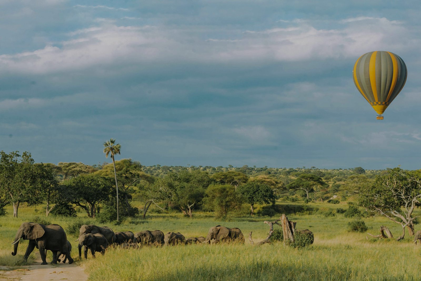 Elephants walking with a balloon flying in the distance in Selous 20% opacity