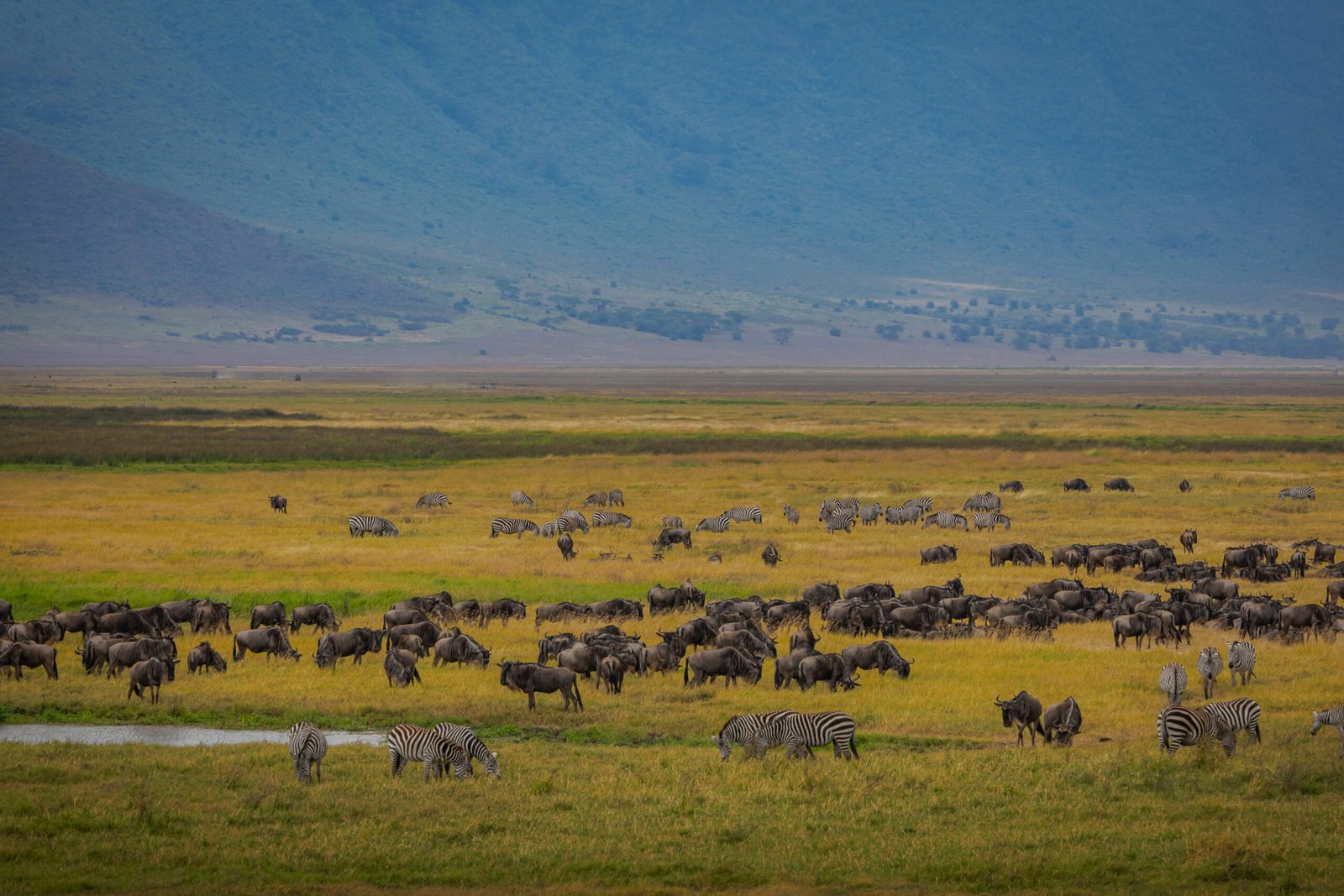 Wildlife in the Ngorongoro crater 20% opacity